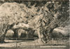Postkarte Marienglashöhle Friedrichroda / Thüringen (DDR, R1/76)